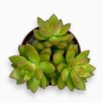 Купить Седум Нуссбаумерианум