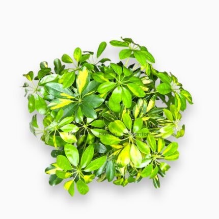 Заказать Шеффлера Голд Капелла переплетенная