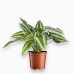 Купить Шизматоглоттис Валличиана