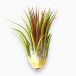 Купить Тилландсия Иоанта Максима ⌀3 ↑5 см