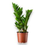 Купить Замиокулькас Замифолия ⌀14 ↑45 см