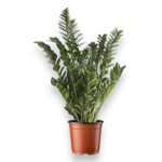 Купить Замиокулькас Замифолия ⌀21 ↑90 см