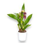 Зигопеталум Импасто Блю