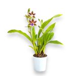 Купить Зигопеталум Импасто Грин