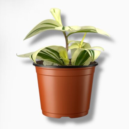 Купить Костус Арабикус Вариегата