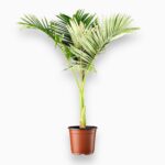 Купить Архонтофеникс Александра ⌀24 ↑110 см