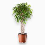 Купить Фикус Бенджамина Экзотика цилиндр ⌀27 ↑100 см