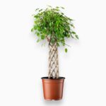 Купить Фикус Бенджамина Экзотика решетка ⌀27 ↑100 см