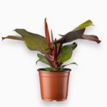 Филодендрон Санлайт купить, Philodendron Sunlight, комнатное растение с жёлтыми листьями, филодендрон уход, декоративные растения для дома, неприхотливое растение в кашпо