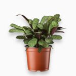 ктенанта амагрис купить, Ctenanthe Amagris, декоративно-лиственное растение, редкая ктенанта, ктенанта уход, ктенанта в горшке, стильное комнатное растение, ктенанта для дома