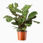 ктенанта бурле маркси купить, Ctenanthe burle-marxii, комнатное растение с узором на листьях, растение закрывающее листья ночью, марантовые, декоративно-лиственные растения