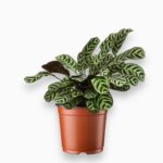 Купить Ктенанта Бурле Маркси