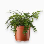 Купить Пеллея Ротундифолия ⌀12 ↑30 см