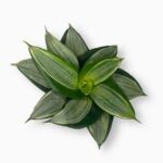 Купить Сансевиерия Даймонд Ханни ⌀8 ↑20 см