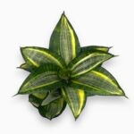 Купить Сансевиерия Голден Ханни ⌀8 ↑20 см