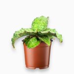 Купить Сансевиерия Стар Грин Гранит ⌀12 ↑30 см