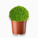 селагинелла апода купить, selaginella apoda, мох комнатный, растение для флорариума, влаголюбивое растение, моховидное растение, селагинелла уход, почвопокровное комнатное растение, растение для террариума