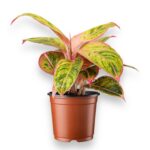 Купить Аглаонема Сальмон Фэнтези