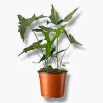 алоказия батвинг купить, Alocasia Batwing, редкая алоказия, декоративно-лиственное растение, алоказия уход, комнатное растение с крупными листьями, алоказия в горшке, экзотическое растение