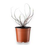 Алоказия Флаинг Сквид ⌀14 ↑25 см