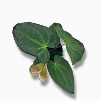 Антуриум Дарк Феникс купить, Anthurium Dark Phoenix, антуриум тёмный сорт, антуриум с бордовыми цветами, антуриум почти чёрный