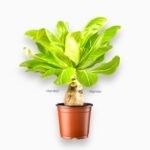 Бригамия Инсигнис Гавайская Пальма ⌀12 ↑30 см