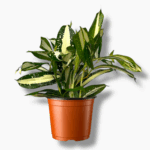 драцена суркулоза милки вэй купить, Dracaena Milky Way, пестрая драцена, декоративное комнатное растение, драцена с белыми пятнами, уход за драценой