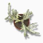 Купить Эуфорбия Лактея Уайт Гост