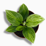 Купить Филодендрон Биркин Гэлекси