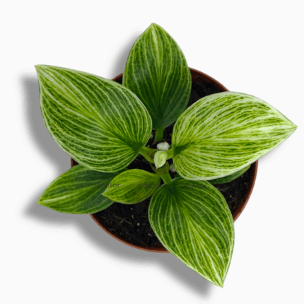 Купить Филодендрон Биркин Гэлекси