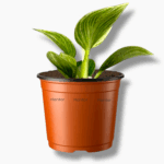 Купить Филодендрон Биркин Гэлекси