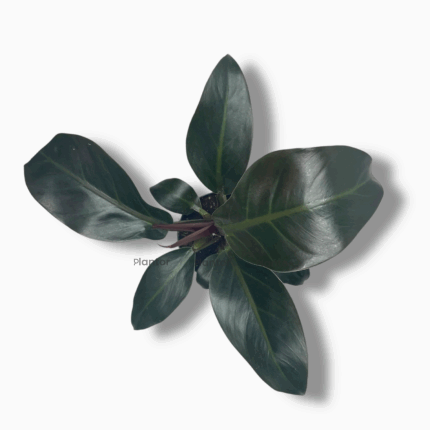 Филодендрон Блэк Кардинал купить, Philodendron Black Cardinal, тёмный филодендрон, комнатное растение с бордовыми листьями, неприхотливое растение для дома