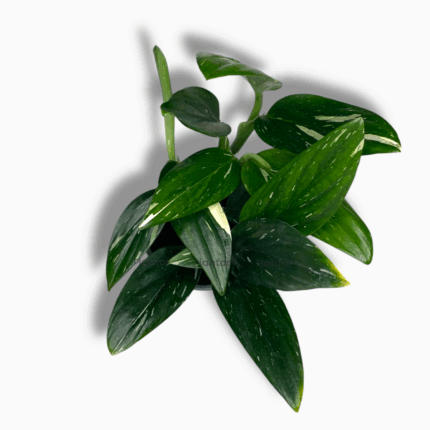 Филодендрон Кобра купить, Philodendron Cobra, филодендрон вариегатный, растение с мраморными листьями, вьющееся растение для дома