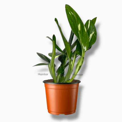 Филодендрон Кобра купить, Philodendron Cobra, филодендрон вариегатный, растение с мраморными листьями, вьющееся растение для дома