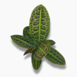 Купить Лабизия Обтусифолия Кура-Кура