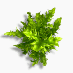 микросорум сколопендриум купить, Microsorum scolopendrium, редкий папоротник, теневыносливое растение, папоротник для дома, комнатное растение в горшке, папоротник уход, декоративно-лиственное растение