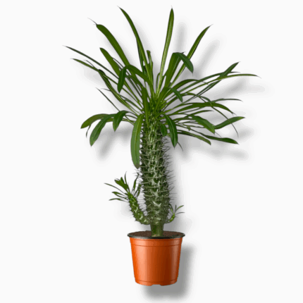 пахиподиум ламери купить, Pachypodium lamerei, мадагаскарская пальма, колючее растение, редкое суккулентное дерево, экзотическое комнатное растение, растение в горшке, пахиподиум уход