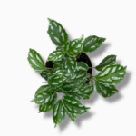 пилея кадьери купить, Pilea cadierei, алюминиевое растение, пилея уход, декоративно-лиственное растение, компактное комнатное растение, пилея в горшке, растение для интерьера