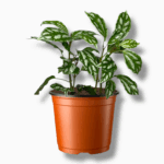 пилея кадьери купить, Pilea cadierei, алюминиевое растение, пилея уход, декоративно-лиственное растение, компактное комнатное растение, пилея в горшке, растение для интерьера