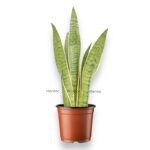 Сансевиерия Сноу Вайт ⌀12 ↑30 см