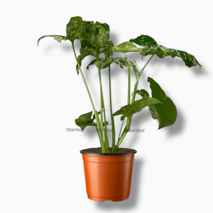 Сингониум Моттлед купить, Syngonium Mottled, пестрый сингониум, мраморный сингониум, редкое комнатное растение