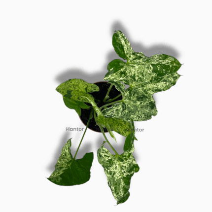 Сингониум Моттлед купить, Syngonium Mottled, пестрый сингониум, мраморный сингониум, редкое комнатное растение