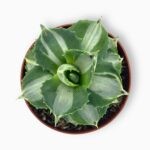 Купить Агава Потаторум Вариегата