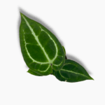 Антуриум Кристаллинум — изображение 3