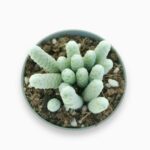 авония папирацея купить, Avonia papyracea, редкий суккулент, миниатюрные суккуленты, серебристый кактус, комнатное суккулентное растение, необычные растения, уход за авонией