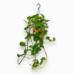 эпипремнум глобал грин подвесной купить, ампельное растение в кашпо, Epipremnum Global Green подвес, декоративные лианы для дома, растения для подвешивания