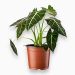 Купить Алоказия Фрайдек ⌀12 ↑30 см