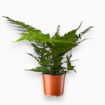 Купить Дриоптерис Эритросора ⌀12 ↑25 см