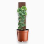 Купить Монстера Дубиа