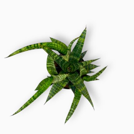 Купить Сансевиерия Фернвуд Панк ⌀12 ↑30 см